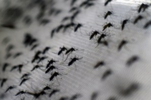 Alertan que el chavismo abandonó la vigilancia epidemiológica para prevenir casos de dengue