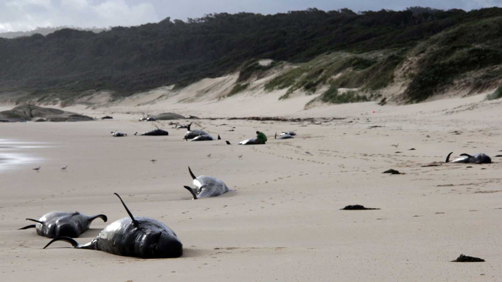 Mueren más de 30 ballenas piloto tras quedar varadas en el sur de Australia