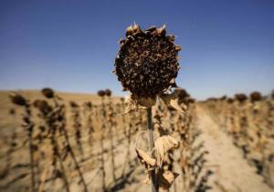 La ONU advierte que la sequía se ha convertido en “una emergencia sin precedentes a escala planetaria”