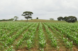 Producción agrícola en Venezuela registra un atraso de casi 40 años
