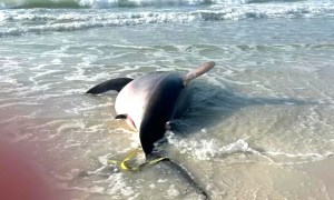 ¿Día de playa tranquilo? No si se te aparece este tiburón de 700 kilos (VIDEO)