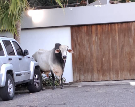 Lo que faltaba: toro suelto deambula por La Boyera y la alcaldía de El Hatillo pide ayuda para agarrarlo