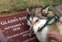 El desgarrador VIDEO viral del perro lobo que “llora” como humano sobre la tumba de su dueña
