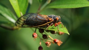 Alerta en EEUU por la invasión de miles de millones de este insecto durante primavera