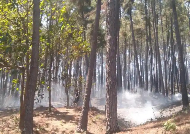Authorities on alert: Forest fires persist in Carabobo State