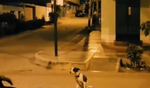 VIDEO: Volvía a su casa de noche, escuchó ruidos en la calle y descubrió que “La Llorona” lo estaba siguiendo
