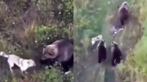 VIRAL: Familia perdió a su perro, lo buscó con un dron y lo encontró jugando con un oso (VIDEO)