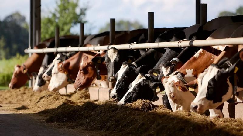 Cuán seguro es consumir leche de vaca y qué se sabe sobre la presencia de gripe aviar en el ganado en EEUU