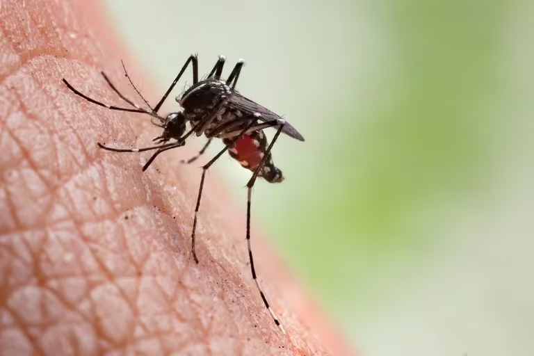 OMS lanzó un plan global para combatir el dengue