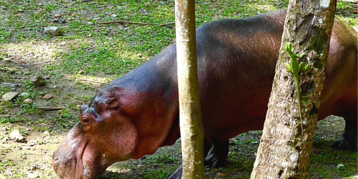 Murió la hipopótamo Vanessa, la mascota insignia de la Hacienda Nápoles