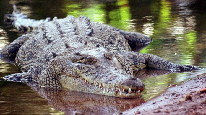 La Policía australiana busca a niña desaparecida tras nadar en río infestado de cocodrilos