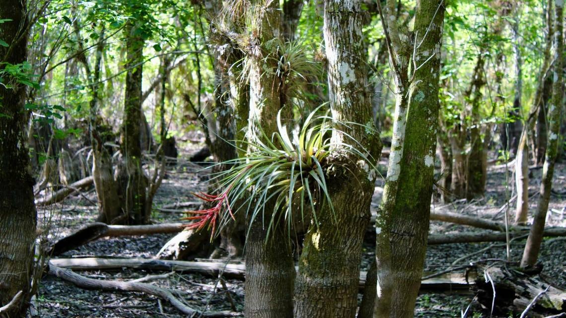 Poderosa familia de Florida vendió terrenos contaminados a la administración de DeSantis